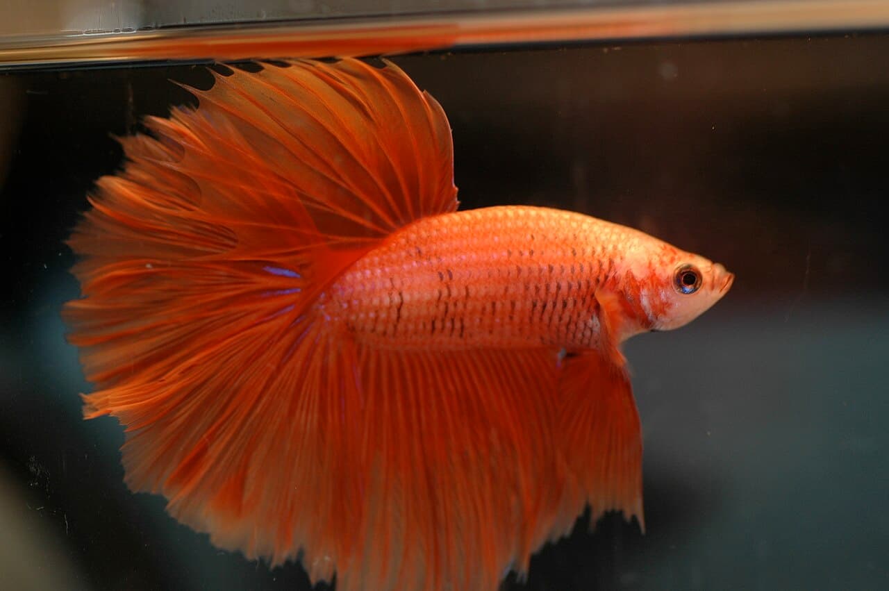 Complete view of Betta