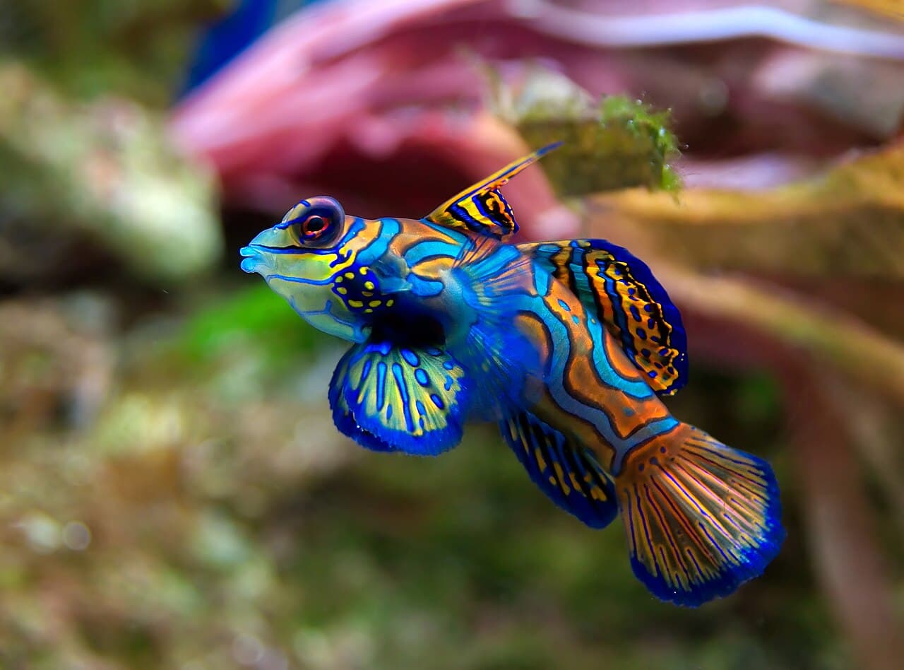 Complete view of Mandarin dragonet