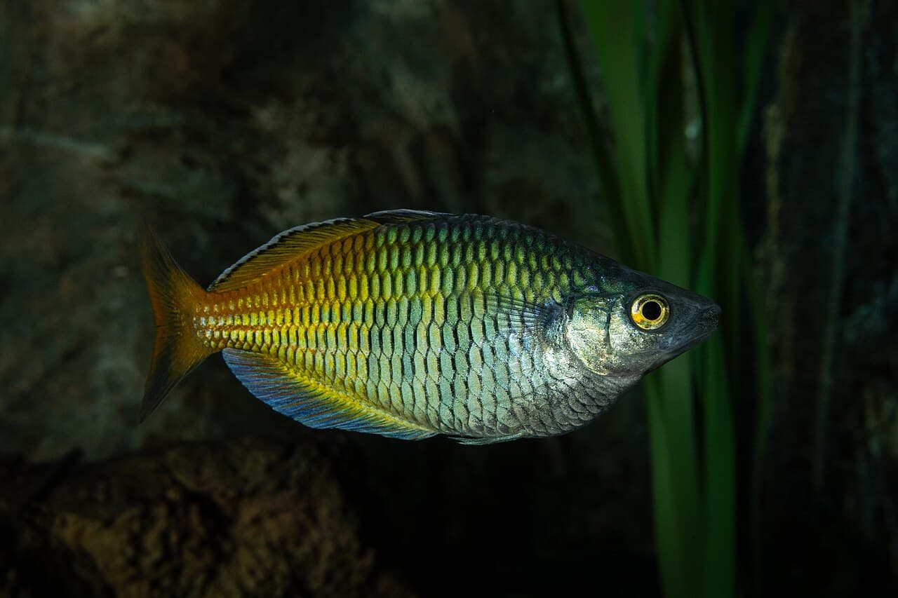 Complete view of a Boesemani rainbowfish in a planted aquarium